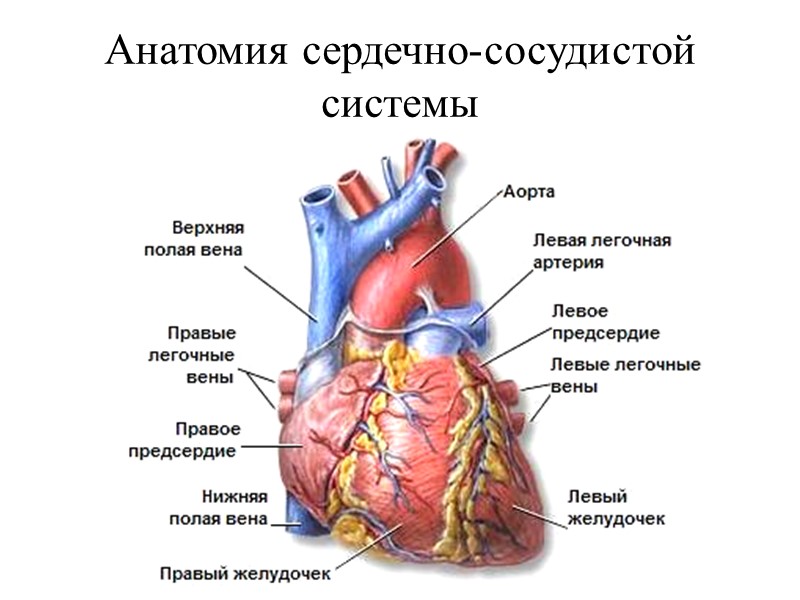 Анатомия сердечно-сосудистой системы
